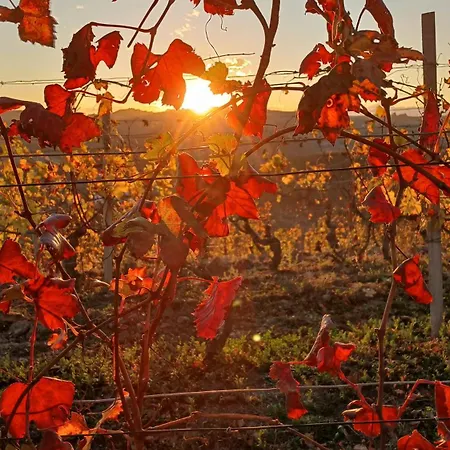 شقة Casa Il Colle Del Vento Calosso
